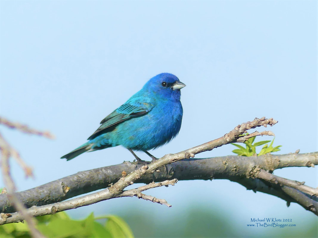 Indigo Bunting - 10 Mile Pond, MO        This brilliant blue bird is a rarity in my neighborhood on the west coast but here in Missouri, it is more common than most birds. They are fantastic to watch and listen to. Their song is a buzzy set of notes that is very calming. If you can't see them, you will certainly be able to hear them. This bird has some close cousins including Lazuli's Bunting and Painted Bunting which are also very colorful.               Michael W Klotz 2022 - www.TheBirdBlogger.com