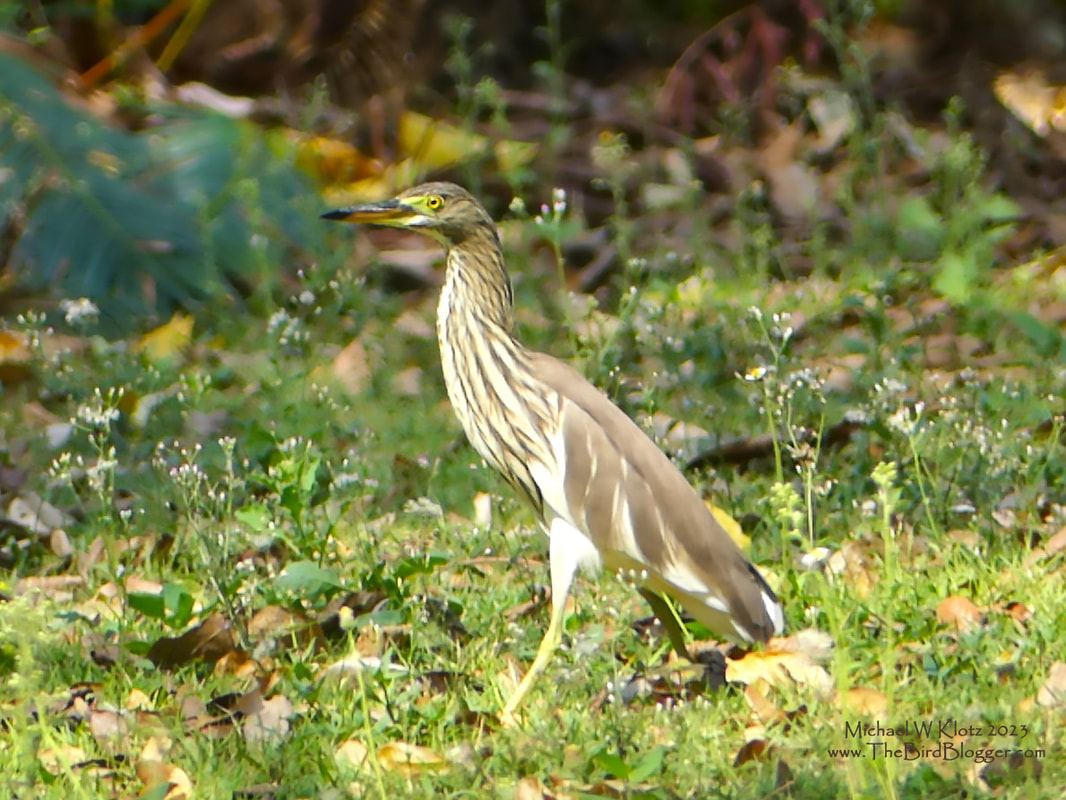 Javan Pond Heron - Baan Maka Nature Lodge, TH       This was a very common heron along the route we traveled along the west side of Thailand. The only problem was, this bird and the Indian Pond Heron in their non-breeding plumage are almost identical. The only way of ascertaining the type was the chance of it in the right location during the right season. This was taken on the lawns of Baan Maka Nature Lodge, while he was hunting for insects and reptiles.            Michael W Klotz 2023 www.TheBirdBlogger.com