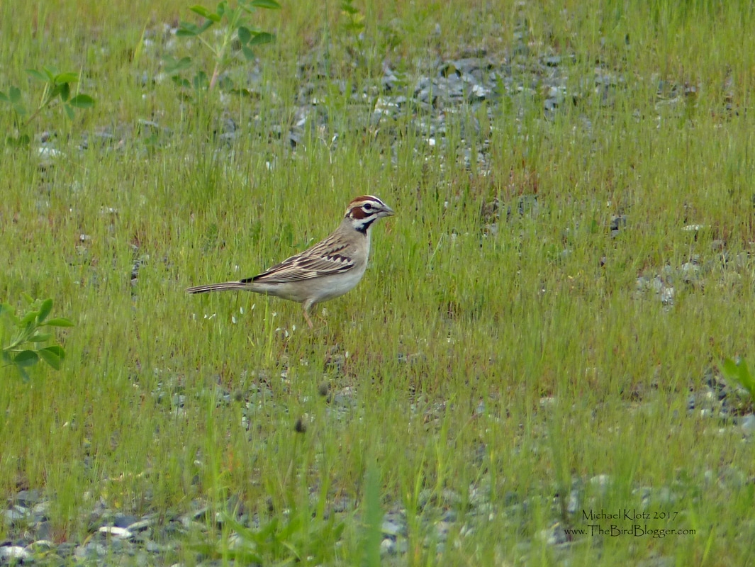 Lark Sparrow - Langley, BC