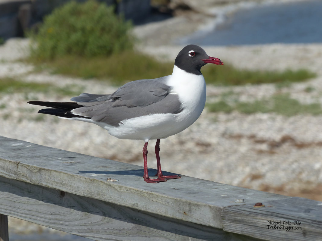 Laughing Gull - Goose Island, TX    The breeding plumage of the black-headed gulls is so much more interesting when you throw in the red bill and the broken white eye-ring.  This birds were hanging around pier at goose island.   Michael Klotz - www.TheBirdBlogger.com Picture