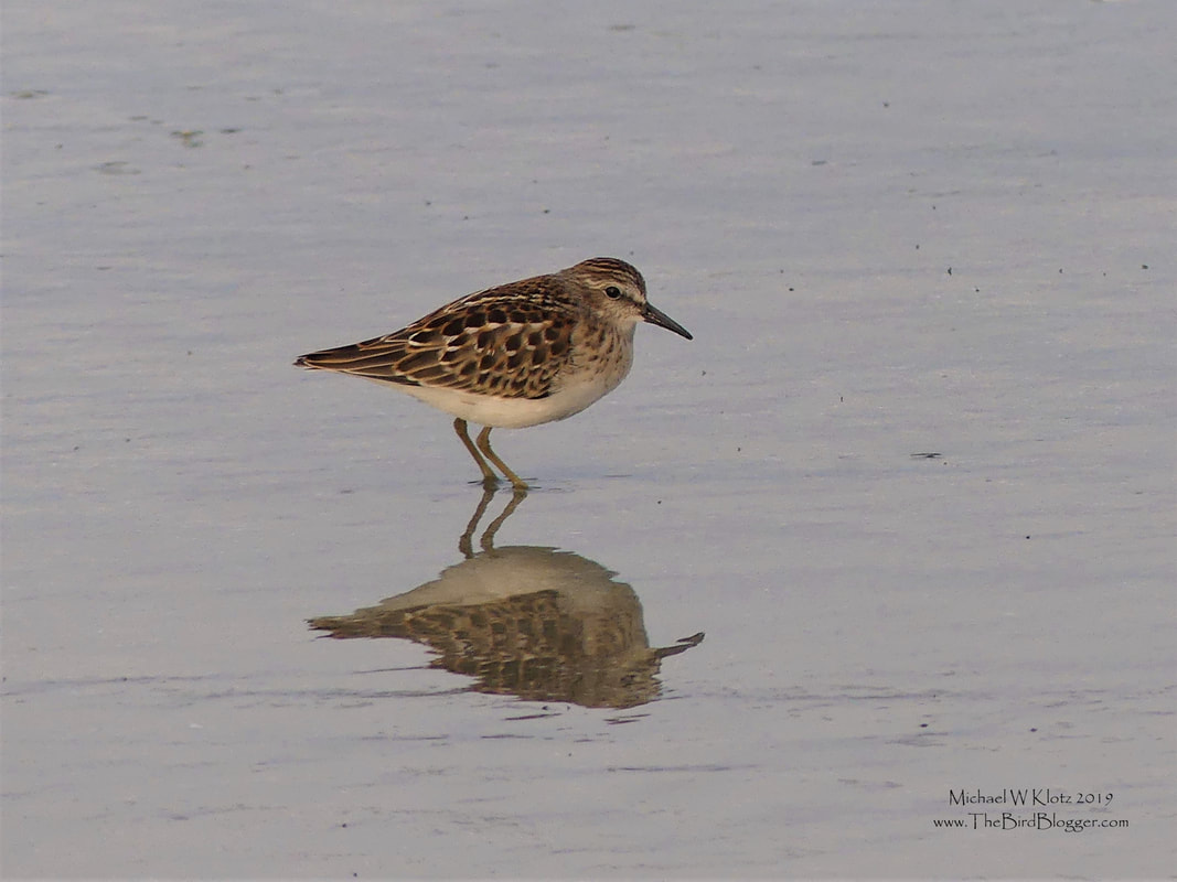 Least Sandpiper - Long Beach, BC            Long Beach is a perfect stretch for shorebirds to stop in and refuel on their way south. There are long expanses of beach that softly slope into the ocean, making the feeding area substantially larger as the tide goes out. Among the peeps on the beach this morning, were a few Least Sandpipers told by the size, short bill and yellow legs. The are often mistaken as a Semi-palmated sandpiper which has black legs and a slightly larger bill or Western Sandpiper which is larger and has a much longer down-curved bill.                  Michael W Klotz 2019 - www.TheBirdBlogger.com