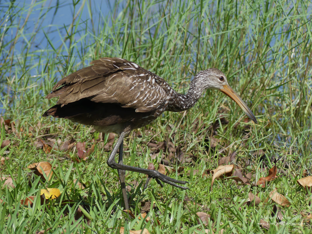Limpkin - Sunrise, FL      This species eluded me on three tropical trips and I finally was able to get a look from some distance in Belize. This bird was much more accommodating while walking around the pond in Markham Park. He was working the high water shoreline in search of Snails. The birds are somewhere between a rail and a crane but have had ornithologist moving them from family to family and most put them in the crane family based on the fossil records and skeletal build of these birds. These birds are found only in the deep southeast where they almost exclusively consume freshwater snails.         Michael W Klotz - www.TheBirdBlogger.com