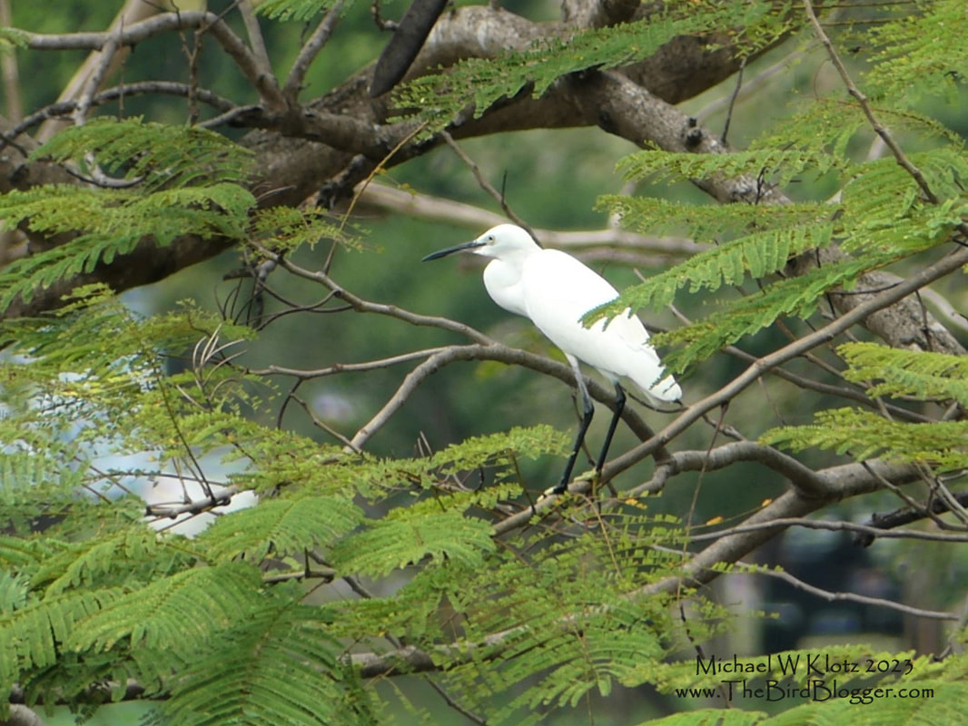 Little Egret - Wat Mahathat, TH         A little egret was not impressed with our sudden arrival and moved up into the tree to get a better look at the new visitors that were too close. This member of the heron family is very similar to the New World's Snowy Egret with some very subtle differences. Check out this wonderful site for better details on the two birds. Our bird was alongside the temples at Wat Mahathat in one of the smaller interior ponds.          Michael W Klotz 2023 www.TheBirdBlogger.com