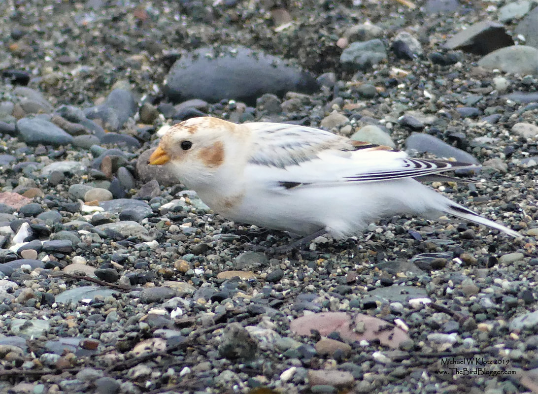 McKay's Bunting - Tsawwassen, BC            During a quick drive by on the Ferry Jetty in Tsawwassen, we came across a very pale Snow bunting. Not being familiar with the female McKay's we carried on with the sighting listed as a Snow. Liron Gertzman contacted me a couple days later and suggested the bird as a McKay's so we compared notes and photos and he passed along the info to our resident rare bird expert, Melissa Hafting. Mel contacted a couple of the known experts on the subject and to all of our surprise, we were confirmed with a McKay's. Please see the details of Mel's research here.               Michael W Klotz - www.TheBirdBlogger.com