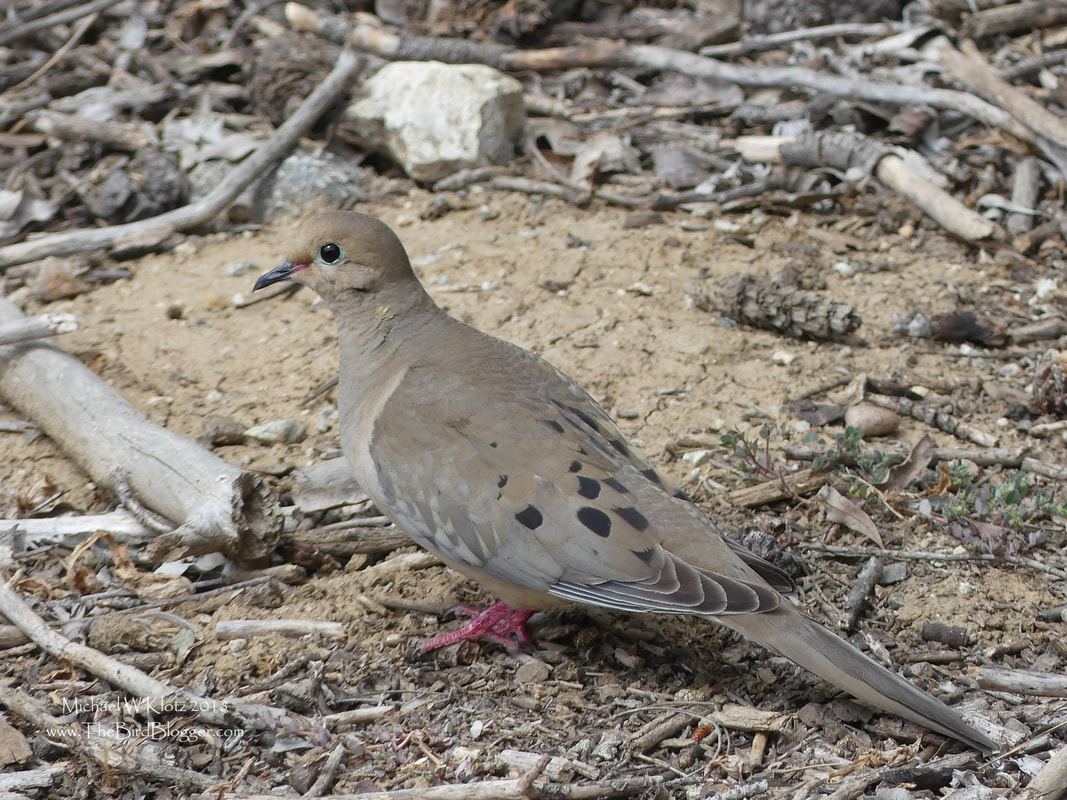 Mourning Dove - Palos Verdes, CA      Mourning Doves are very well camouflaged on the ground in an among the backed clay and twigs, but when you get to have a close look at the subtle colors, They are intriguing. The red feet and base of the bill with the small iridescent patch on the neck and the light hint of blue around the eye. It is very rare that they let you get close enough to see the highlights. This shot was taken in the South Coast Botanic Gardens next to the dry lake bed where they are year round in the open country.        Michael W Klotz - www.TheBirdBlogger.com