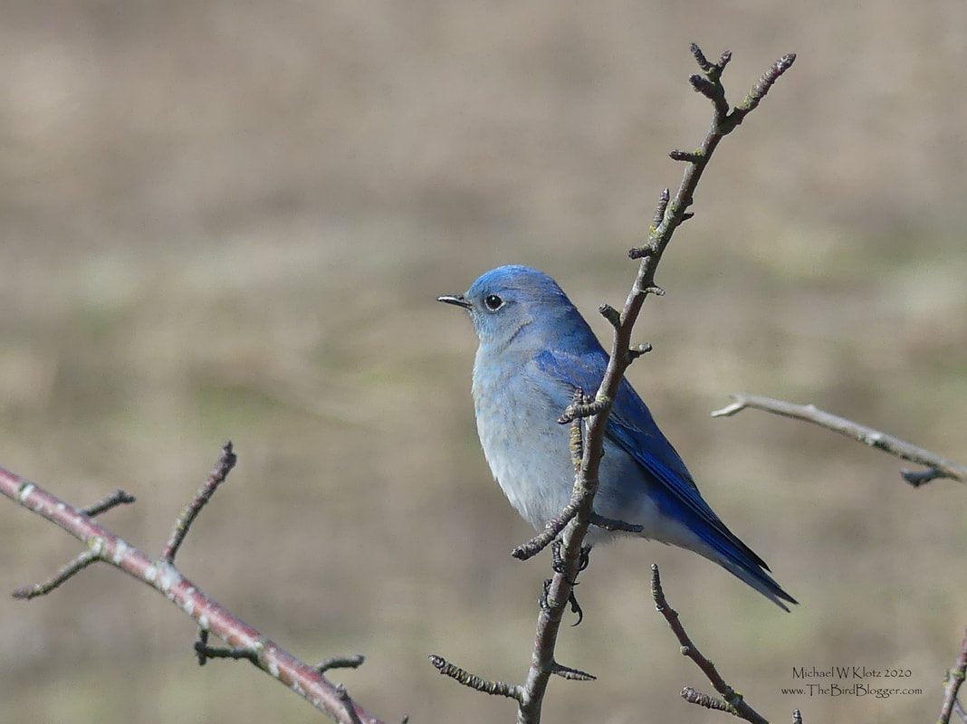 Mountain Bluebird - Centennial Beach, BC         In the spring, we see these beautiful little blue birds as they head through to the drier parts of BC. They usually stop for a couple of days to refuel on the beaches and grasslands here before they head up the Fraser valley to the nesting boxes or abandoned woodpecker holes. There has been a remarkable comeback thanks to the Bluebird trail folks through out BC. this was taken at Centennial beach, Tsawwassen, BC.                   Michael W Klotz 2020 - www.TheBirdBlogger.com