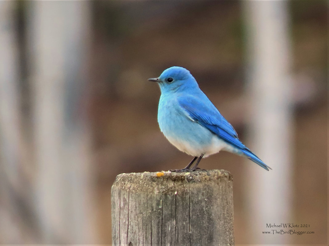 Mountain Bluebird - Call Lake, BC        One of the first birds to arrive on any open field in BC are the Mountain Bluebirds. We have seen pairs looking for their next meal in the spring snow. This male was calling from fenceposts along Telkwa High Road with the dainty mews that are signature of the Bluebirds. These hardy little songbirds can be found as far north as the western interior of Alaska in the summer and winter as far south as Mexico. This birds will come to a feeder if you are willing to put out cut worms!             Michael W Klotz 2021 - www.TheBirdBlogger.com