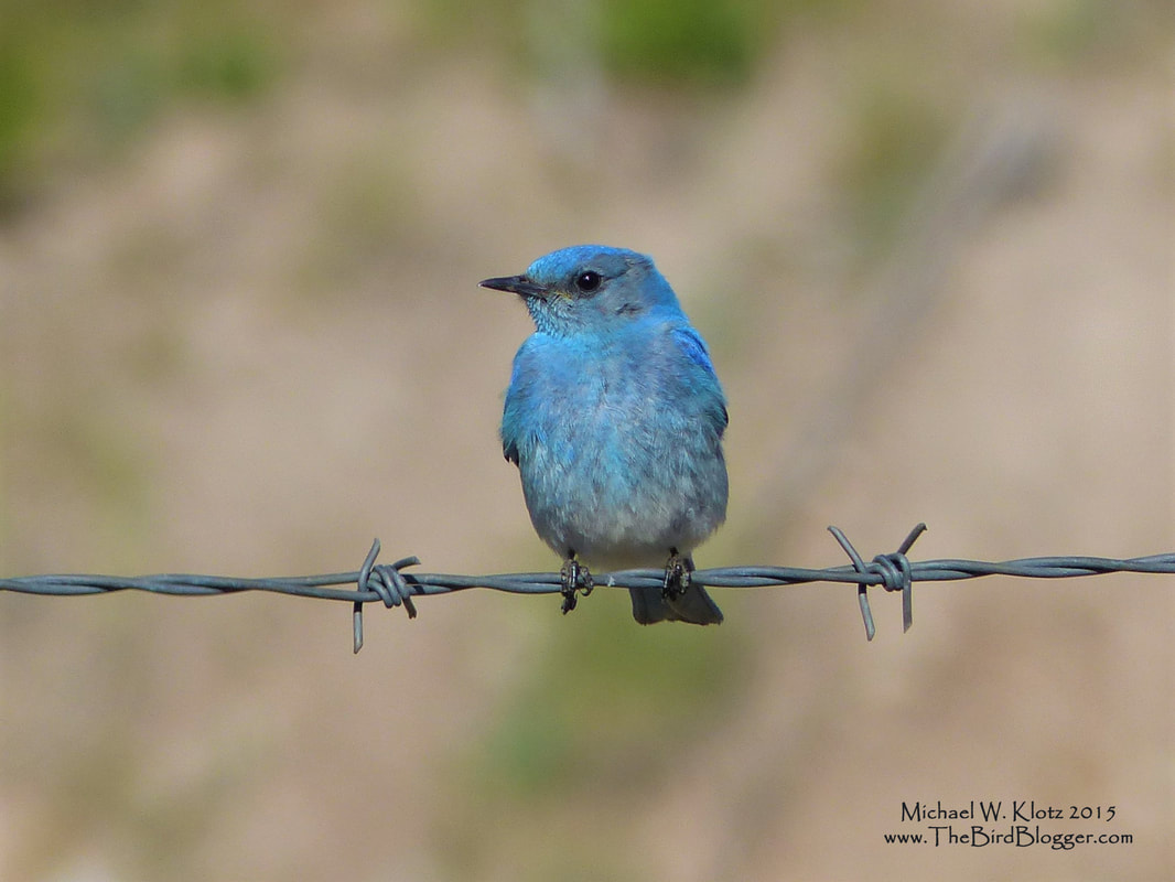 Mountain Bluebird - Kingsvale, BC  Picture