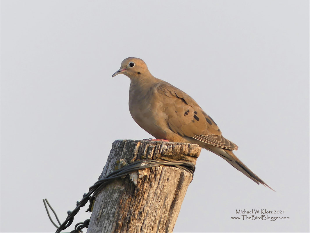 Mourning Dove - Rock Creek Fish Hatchery, NE         So common, but still something captivating about these birds. They were a little hard to sneak up on as they did not like seeing vehicles of any sort near them. This one sat nicely however, on an anchor post for a barbed wire fence just out side of the Rock Creek Fish Hatchery in Nebraska. Mourning Doves are easy to identify sight by their pointed tail and the solid cream coloring and easier to tell by the sorrowful song they are named for.              Michael W Klotz - www.TheBirdBlogger.com