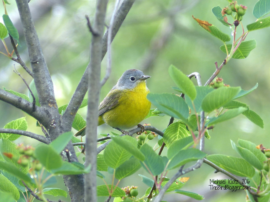 Nashville Warbler - Malakwa, BC - Along the Eagle River valley along the forestry roads, there are an abundance of birds. This particular flavor of warbler is not as common in my neck of the woods. The song of this little guy had me curious, so I followed it into the Saskatoon bushes along to road to find it quite content singing away. The redish cap is just visible in this shot if you squint just right.  Michael Klotz - www.TheBirdBlogger.com
