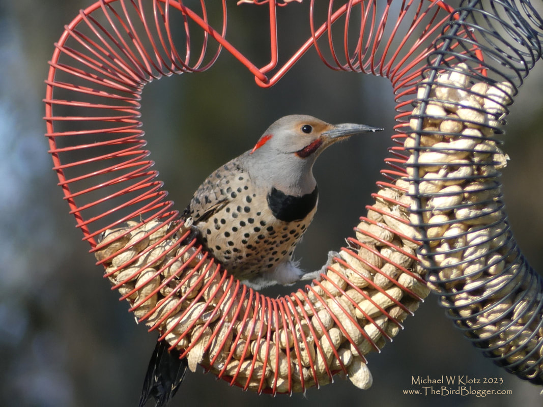 Northern Flicker Heart - Ladner Harbor Park, BC          A little happy Valentines from this Northern Flicker from Ladner Harbor Park. He was enjoying the peanuts set out for him and the rest of the nut eating critters. It turns out there are at least two California Scrub-Jays still making a home in the park. Hope everyone had a great day. .        Michael W Klotz - www.TheBirdBlogger.com 2023