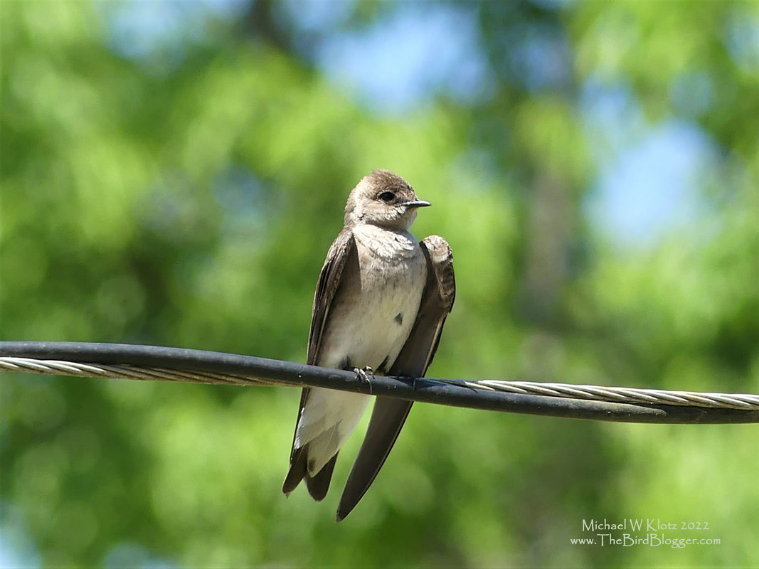 Northern Rough-winged Swallow - Sloss Lake, AL         One of the more difficult swallows to identify, this Northern Rough-winged swallow is very plain with Brown and light belly with a very faint chest bar as the best description. They are very similar to Bank Swallows but the latter has a very distinct band on the chest. This was one of a pair resting on the wires at Sloss Lake Park giving us a much better shot than in the air!              Michael W Klotz 2022 - www.TheBirdBlogger.com
