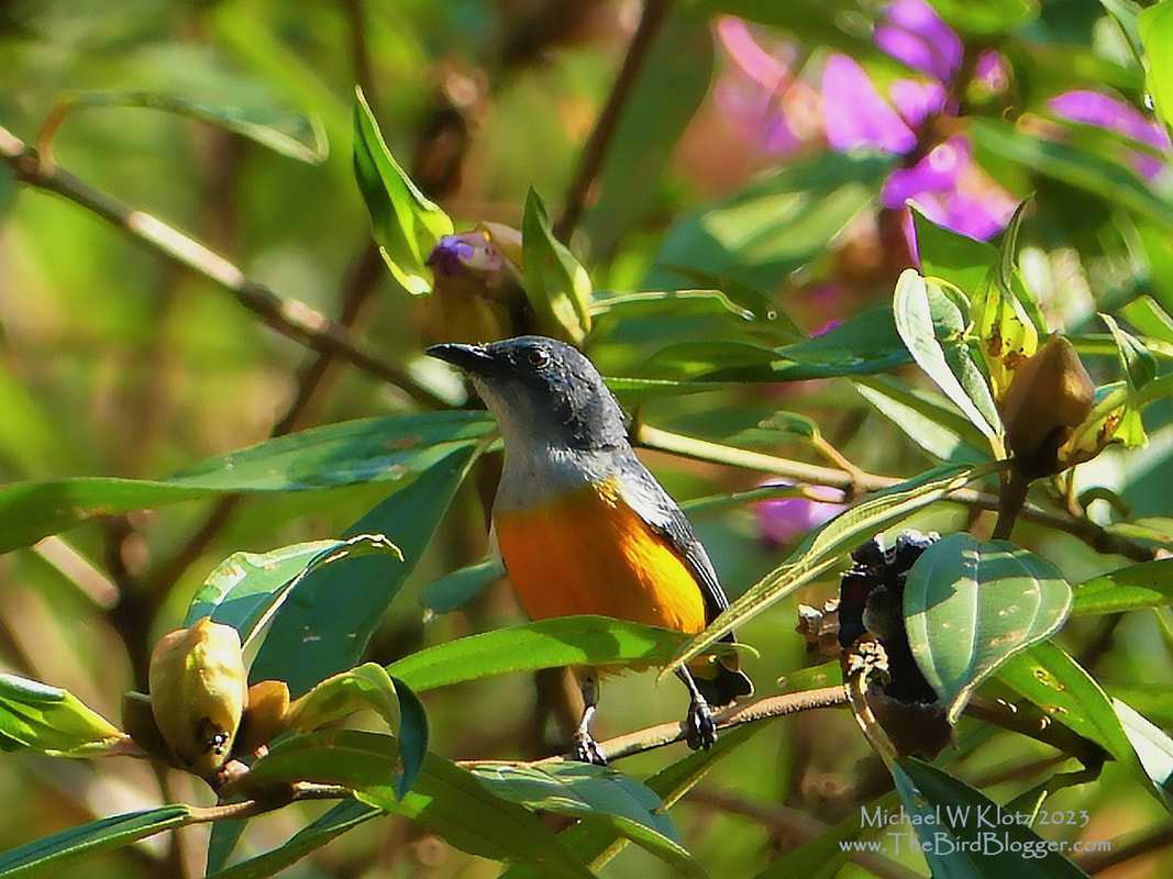 Orange-bellied Flowerpecker - Khoa Sok, TH       While staying in Khoa Sok we stayed at Montania Lifestyle Hotel in some quaint cabins. Just outside the door was a gorgeous purple flowering bush that this Orange-bellied Flowerpecker was using for lunch.. The down curved bill helps get into the fruits and flowers the bird favors. Mostly found in montane regions particularly at the edge of forests and secondary growth.             Michael W Klotz - www.TheBirdBlogger.com
