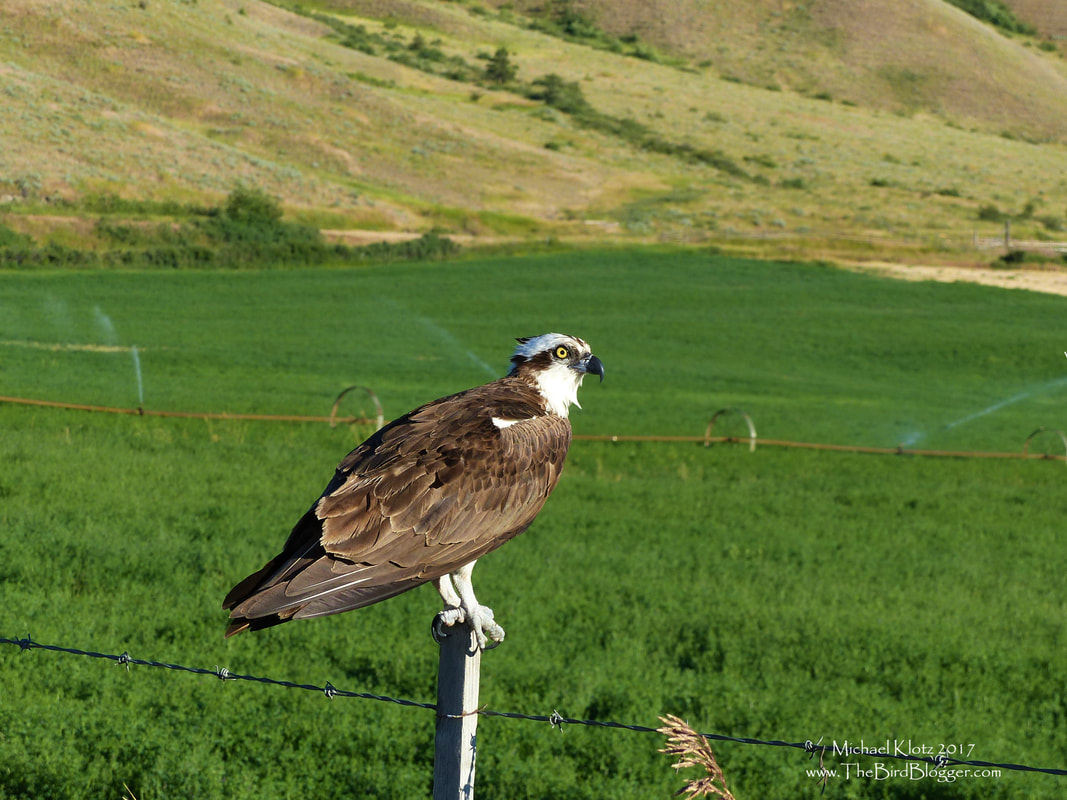 Osprey - Quilchena, BC - There is a family of Osprey who live on the top of a telephone post in a very conspicuous place along the Quilchena Creek Road. This bird was on a post like a Red-Tail taking in the evening sun. You can really tell that those talons and beak are for the tough skin of the food that they eat as well as the thick muscular legs. Wonderful to see such a great raptor so close.     Michael Klotz - www.TheBirdBlogger.com