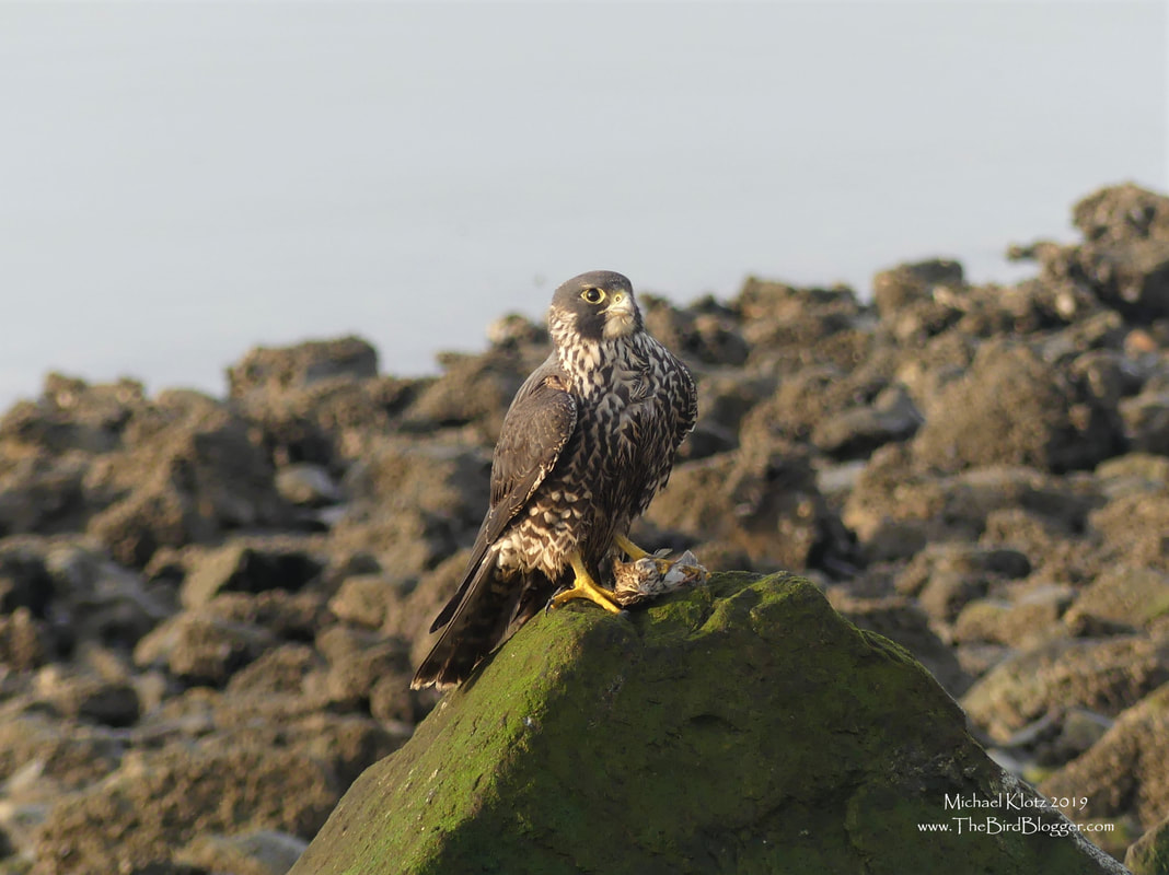 Peregrine Falcon - Iona Island, BC          I was out early in the morning heading to the end of the Iona jetty looking for a rare bird with several other local bird nerds and came across this beautiful Peregrine Falcon. She was out hunting as i came down the jetty and by the time I made it to her perch, she has caught breakfast. Peregrine falcons have been said to be the fastest animals in the world with a top speed of 240 mph in a full dive.               Michael W Klotz 2019 - www.TheBirdBlogger.com