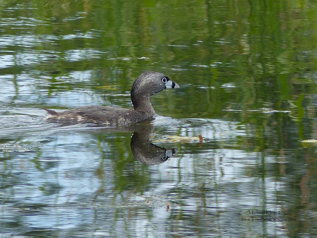 Pied-billed Grebe -  These wonderful pond dwellers are a so interesting to watch. They are some of the most stealthy divers I have ever seen. They can sink on command with out a ripple or a whisper, then rise just as smooth 50 feet away. They have a very distinct call like a honk. The young are striped and streaked with colors that do not look anything like the parents, but more like a clown. This was taken at Jackman Wetlands.     Michael Klotz - www.TheBirdBlogger.com
