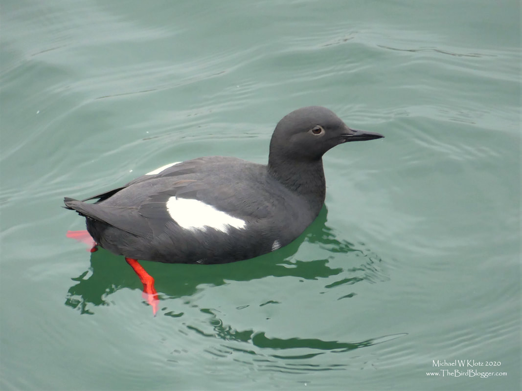 Pigeon Guillemot - Lonsdale Quay, BC          Vancouver has some amazing locations for birding and one of them is The Lonsdale Quay. These striking seabirds nest under the pier at the old ship yards and can be found calling in the late winter getting ready for mating season and this year there were 5 pairs that I counted. Most of the Pigeon Guillemots cousins fly very far distances to capture roving fish food for their young and there for only have one young, but these birds are bottom fish feeders and therefor don't have to travel and are able to feed two young in a season.                    Michael W Klotz 2020 - www.TheBirdBlogger.com