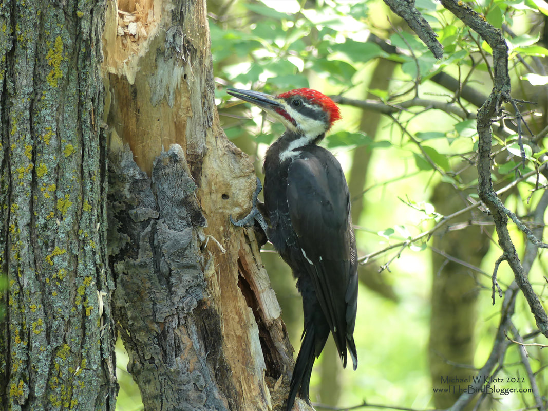 Pileated Woodpecker - Assiniboine Forest, MB        North America's largest living woodpecker is the Pileated Woodpecker. They are roughly the size of a crow with a beak that can do some damage. Woodpeckers have a very specific set of tools that they use to extract breakfast from the trees they cling to. The toes of most woodpeckers are arranged in a two up and two back set up which allows for a much better hold on the trees they cling to. They also have a tongue that is extremely long in order to reach into holes hiding their food. So long that they need a special way to keep all that tongue in their heads seen here.               Michael W Klotz 2021 - www.TheBirdBlogger.com