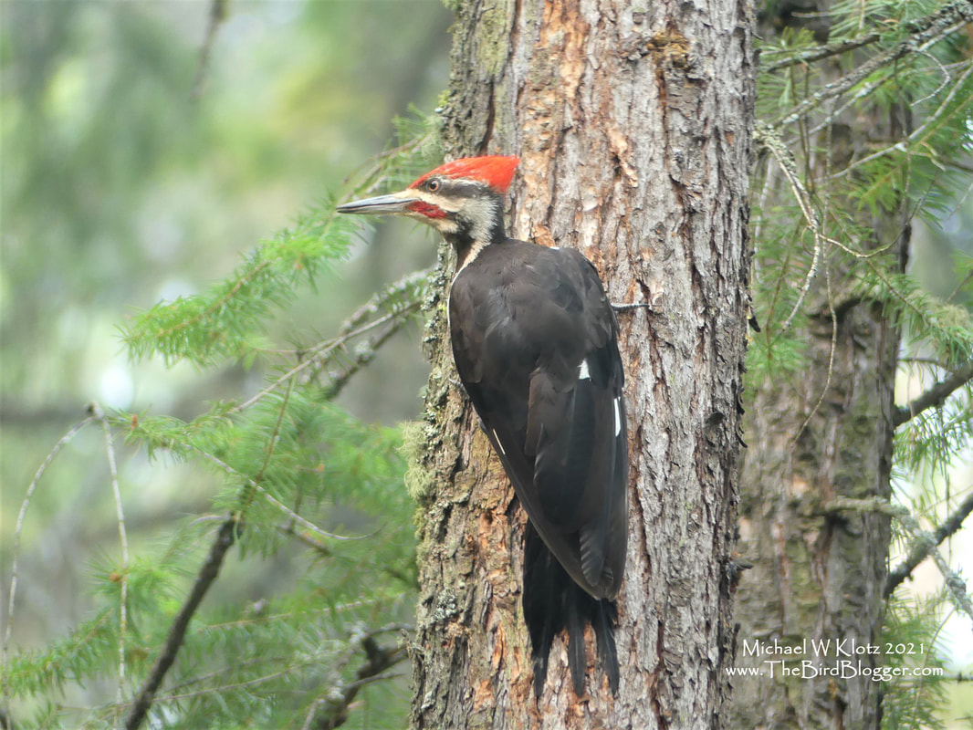 Pileated Woodpecker - Cousins Bay, BC         North American's largest woodpecker can be as quiet as a whisper or as noisy as a flock of geese. The later is mostly when a pair is on their nesting territory in mating season. The bird that used to hold the previous record for the largest woodpecker in North America is the Ivory-billed woodpecker which is now thought to be extinct. The last undisputed sighting is from 1944 in the swamps of Louisiana. The north eastern slope of the Kalamaka Lake was where this bird was searching stumps for a bit to eat.               Michael W Klotz 2021 - www.TheBirdBlogger.com