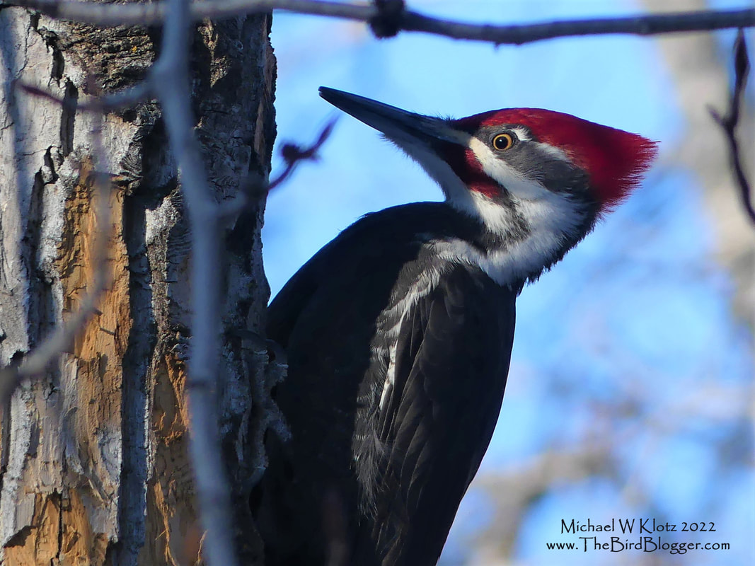 Pileated Woodpecker - McKenzie Trails Park, AB           I am not sure if this woodpecker was moving from the shadows to the sun and needed an iris check or it was just surprised. We found this beauty on a quest to find another woodpecker that goes by the name Black-backed in McKenzie Trails Park, Red Deer. These giants of the forest are North American's largest woodpeckers only by default as the Ivory-billed birds have been considered Extinct.         Michael W Klotz 2021 - www.TheBirdBlogger.com