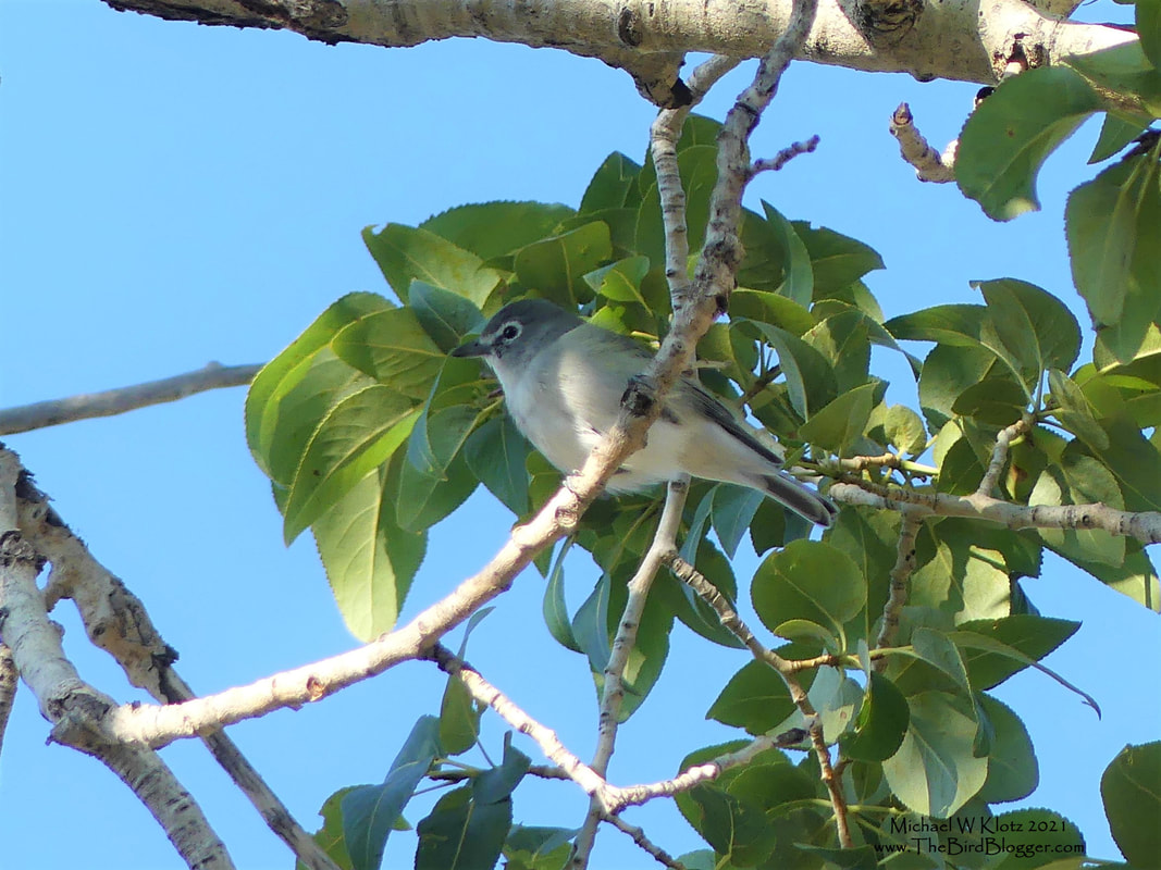 Plumbeous Vireo - Garden of the Gods, CO        When identifying vireos a good idea is to check the 