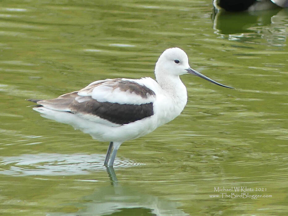 American Avocet - Vanier Park, BC        In the fall we might see the occasional American Avocet from the breeding pairs that have spent a summer in one of the salt lakes of the interior of British Columbia. This somewhat plain white and black coloring is the fall and winter outfit of the bird, where as the breeding colors include a beautiful rusty wash like this bird from Consul, Saskatchewan. The upcurved bill is very different indeed and is used to be able to sweep along the surface of the water collecting food. The fall bird pictured here was having a quick rest in the pond in Vanier park, just across false creek from down town Vancouver.                 Michael W Klotz 2021 - www.TheBirdBlogger.com Picture