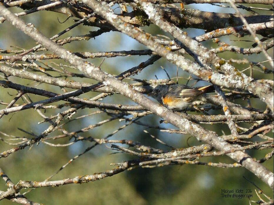 American Redstart - Malakwa This was a very busy warbler making his way in and out of the willows and cottonwoods. He had the company of Song sparrows and Pine siskins. The lichen works here with this bird.   Michael Klotz www.Thebirdblogger.com Picture