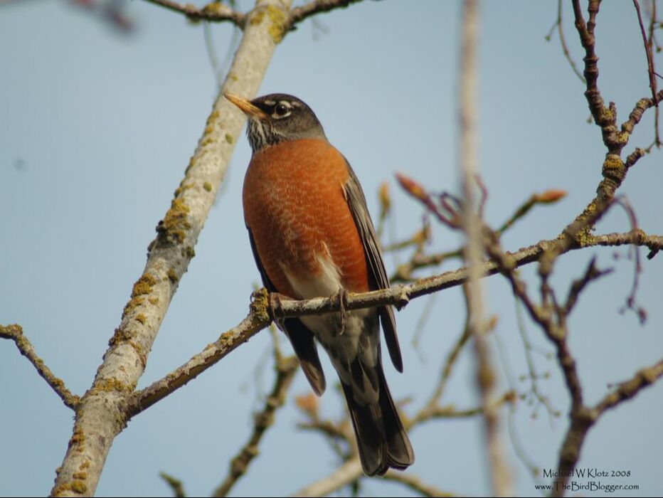 American Robin - Ladner, BC          Spring has these Robins flocking together and searching for food in Ladner's Wellington Point Park. These thrush are know for their long migrations, hence the name, Turdus Migratoriuus.                Michael W Klotz 2019 - www.TheBirdBlogger.com Picture