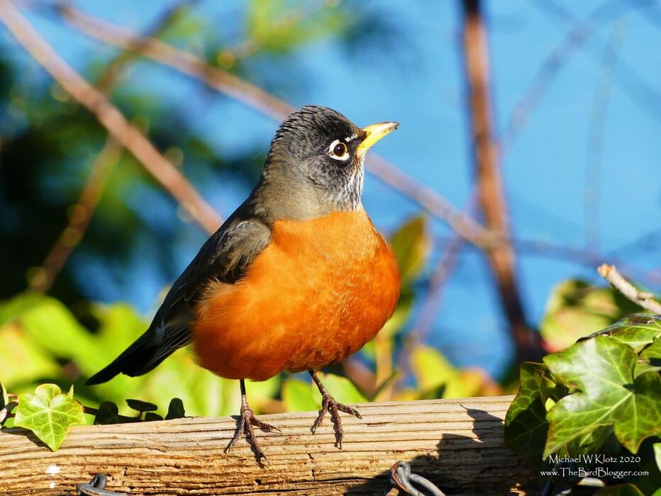 American Robin - Stanley Park, BC          American Robins are one of our most common birds here on the West Coast. They are a year round bird here and not much for a birder to get excited about. In the spring, however, they can be one of the most striking birds with their fresh 