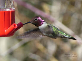 Anna's Hummingbird - Richmond Nature Park, BC          Anna's hummingbird is the epitome of a tough little bird in a very delicate looking body. These birds can be found nesting while there is still snow on the same branch. If we are going to feed them, there are a couple things that you should remember. Cleaning your feeder very regularly is Imperative! The mold that can grow in the feeder will make your visitors very sick. Also, wasps are attracted to yellow and hummingbirds to red. Here are some other facts in a blog on The Bird Blogger.com.                    Michael W Klotz 2020 - www.TheBirdBlogger.com Picture