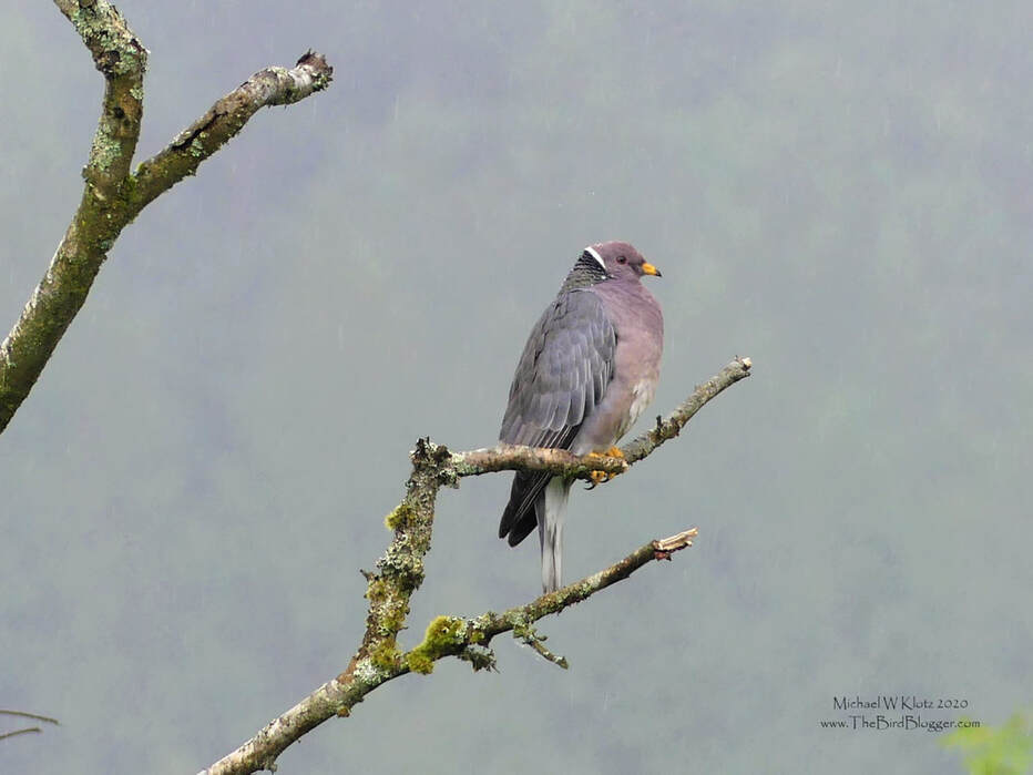 Band-tailed Pigeon - Golden Eagle Golf Club, BC        On a cold, wet and dreary day we made the rounds of the Pitt River Flood plains and came across our only native pigeon species. Band-tailed pigeons are usually secretive and found at higher elevations but we were happy to have our subject taking the Vancouver liquid sunshine in stride. This is the only species of pigeon that is native to BC with the majority of them coming from Central and South America for the summer months with a very small handful staying for the winter near the water.                 Michael W Klotz 2020 - www.TheBirdBlogger.com Picture