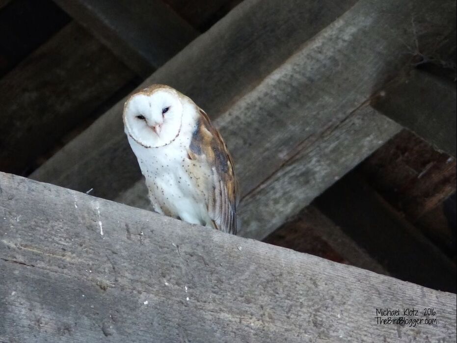 This wonderful night time wanderer comes to roost in one of the most fantastic barns. There are two birds that use this old time bit of history to shelter themselves from the daylight and aerial predators.  In North America, Barn Owls are at one of their most northern limits here in Vancouver, BC. The venture further north in Europe well into Northern Scotland and Southern Sweden. With the removal of old barns, the owls are in danger of disappearing from the landscape. There are several groups that are coming together to have barns on a stick made for them to use.   Picture