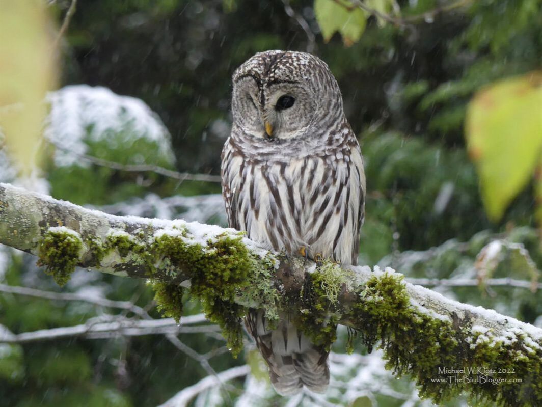 Barred Owl - Cypress Lookout, BC         The snow has finally come to the Vancouver area covering the mountains with blanket of white. During a trip up to Cypress Mountain, we stopped at the lookout where the snow hadn't quite covered everything, including the grassy slope where a Barred Owl was intently listening for prey. Our subject is one of the more common owls in our area but always a pleasure to see. These owls are not native to this area but the eastern part of the continent but have made their way here over the grasslands through homestead groves.                Michael W Klotz - www.TheBirdBlogger.com 2022