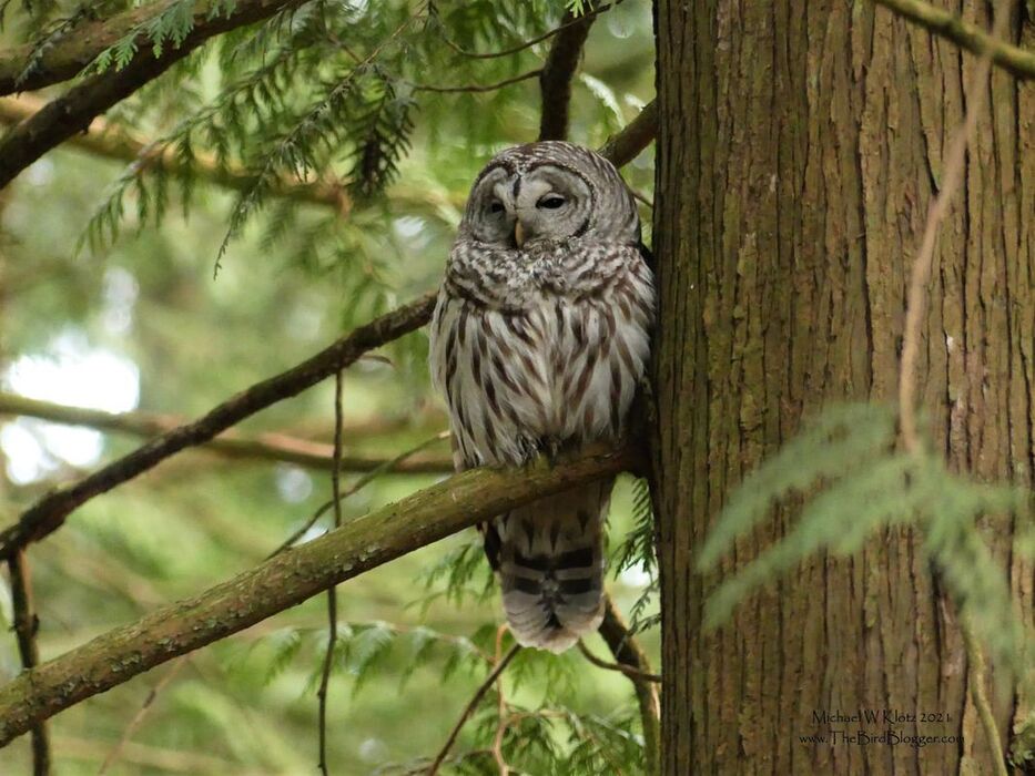 Barred Owl - South Surrey, BC         A male Barred owl rests after a successful meeting with a female just 5 minutes before this picture. He was very content to pose for as many pictures as I wanted. Barred owls are not originally found here on the west coast but found their way here across the prairies as we built farms with trees that would let them roost for the night. There is are several biologists that believe that the spotted owl decline has a lot to do with this new resident.               Michael W Klotz 2021 - www.TheBirdBlogger.com Picture