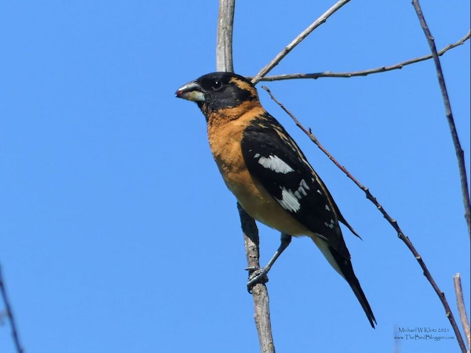 Black-headed Grosbeak - Sturgeon Slough, BC        This handsome devil was making the rounds and collecting some of the summer berries in the area when we passed by. Next time a napkin might be in order. Sturgeon Slough was the site of several good birds this year including a Yellow-bellied chat, a Chipping sparrow and some Black-crowned Night Herons. This has always been a special area for birding but better than most this year. Not far from here was a Costa's hummingbird in the early summer which does not usually come north of California and Nevada. Our subject, the Black-headed Grosbeak is a summer resident here in southern British Columbia and is seen occasionally during walks in the area.              Michael W Klotz 2021 - www.TheBirdBlogger.comPicture