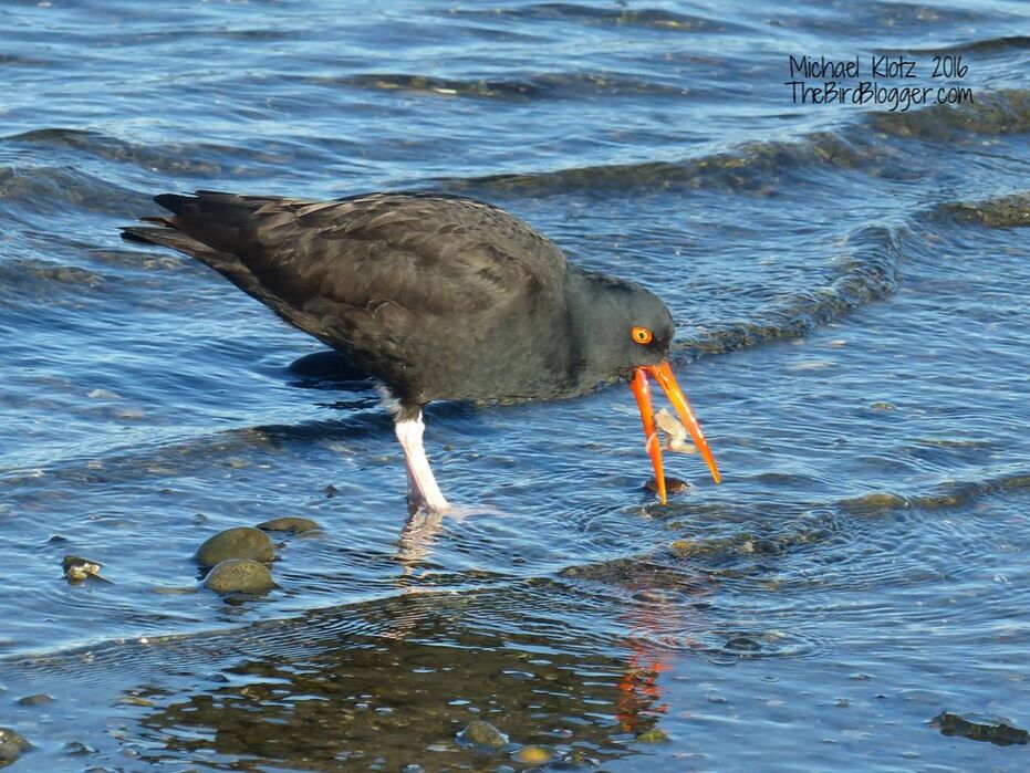 Black Oystercatcher - Crescent Beach, BC      A well won prize found and sushi-ed. I quick probe in the sand and gravel and the clam is found. The beak is pushed into the smallest of gaps like a shucking knife. A twist and a turn to let loose the reward for some underground surgery and Viola.......Lunch!. This is not as easy as it sounds however as the bivalves are only accessible like this once, maybe twice a day.        Michael W Klotz - www.TheBirdBlogger.com Picture