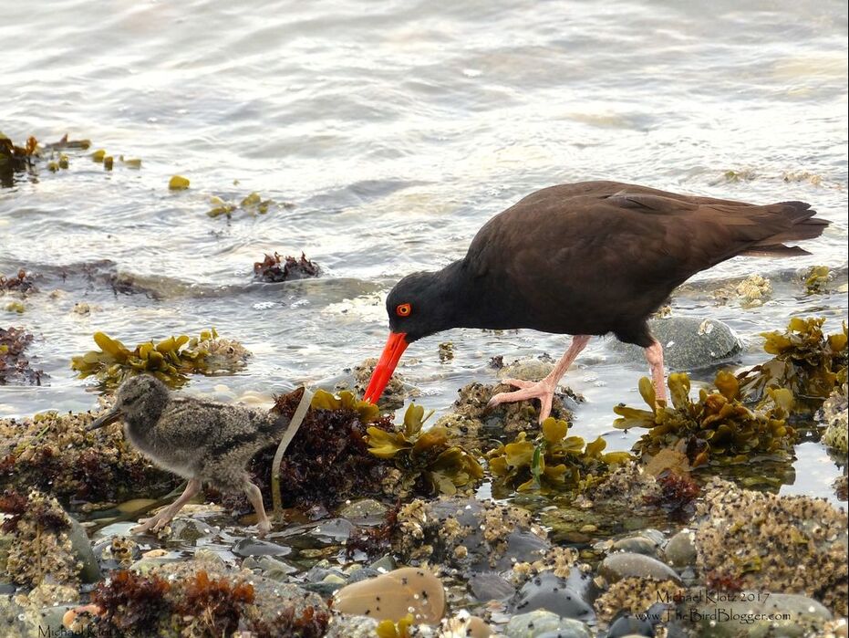 ​There is nothing cuter than a baby and that goes for an Oystercatcher as well. I was very lucky to happen along a family of oystercathers feeding at low tide. This parent is quite capable of finding a meal and keeping an eye out for junior.  Picture