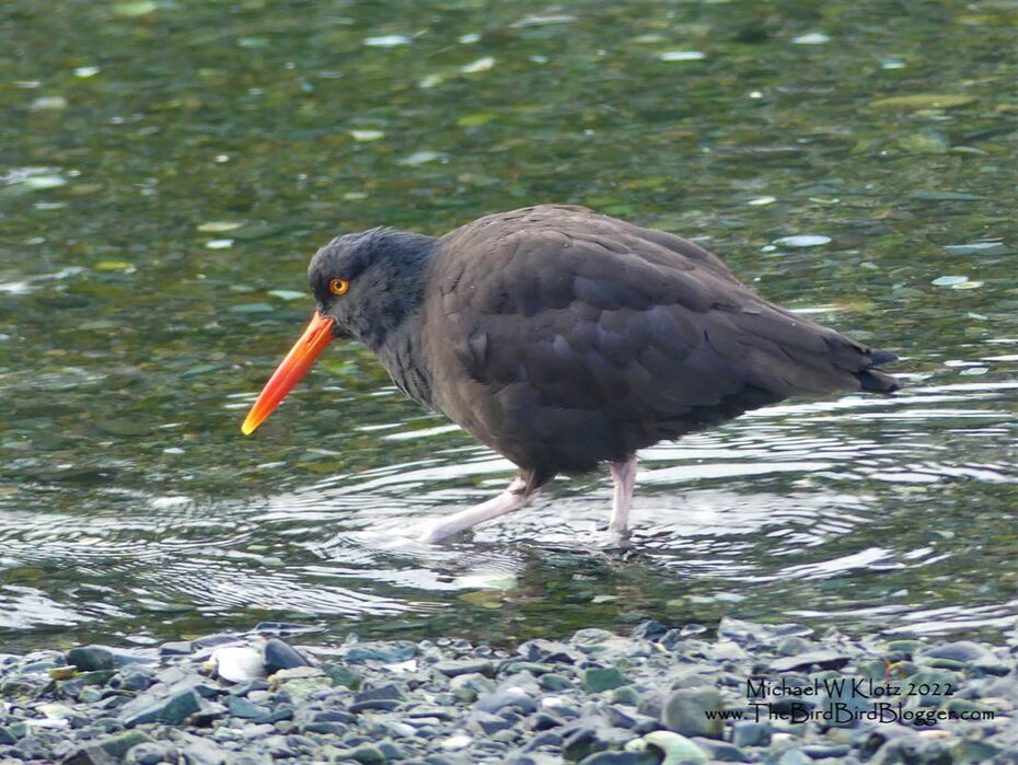 Black Oystercatcher - Piper's Lagoon, BC         An early morning trip to Vancouver Island had us stopping at Piper's Lagoon to add to the eBird list for Nanaimo. Our first discovery were two Black Oystercatchers searching the shoreline in the bay. This stop has many things going for it if you are looking for birds. A secluded bay, a sandy spit leading to a rocky island that overlooks the open ocean. I highly recommend the stop.                 Michael W Klotz 2021 - www.TheBirdBlogger.com