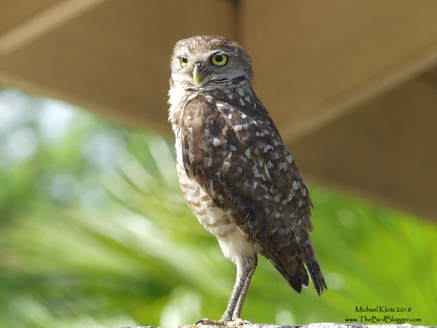 Burrowing Owl - Sunrise, FL      One of my favorite birds is a regular at the Markham Park Airfield. This most unlikely place for an endangered bird works well for a host of birds. The owls are protected from any intrusion from humans given the danger of being hit by one of these hobby planes and the owls don't seem to mind the noise. In fact, they breed here in several locations on the air field. I talked with one of the caretakers of the park mowing the lawn and he said they love to follow the lawn mower which kicks up the insects behind.          Michael W Klotz - www.TheBirdBlogger.com Picture