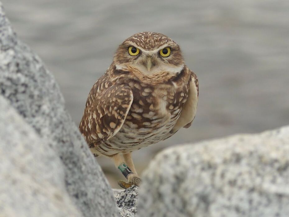 Burrowing Owl - Tsawwassen, BC     One of my best finds and couldn't tell anyone at the time. This fantastic little owl was along the Tswwassen Ferry Jetty a couple weeks back. I have traveled back several times and could not relocate him. I have also sent along the band numbers to the correct authorities and it turns out this male was born in the wild and has had numerous chicks since, in the interior of British Columbia. I would recommend looking into the Burrowing Owl Society of BC and maybe putting a donation towards keeping these fantastic owls from disappearing for good......... again. My apologies to the rest of the birders that would have like to have seen this guy. He was just too close to traffic and I didn't want to be the reason he didn't make it back next spring.    Michael Klotz - www.TheBirdBlogger.com