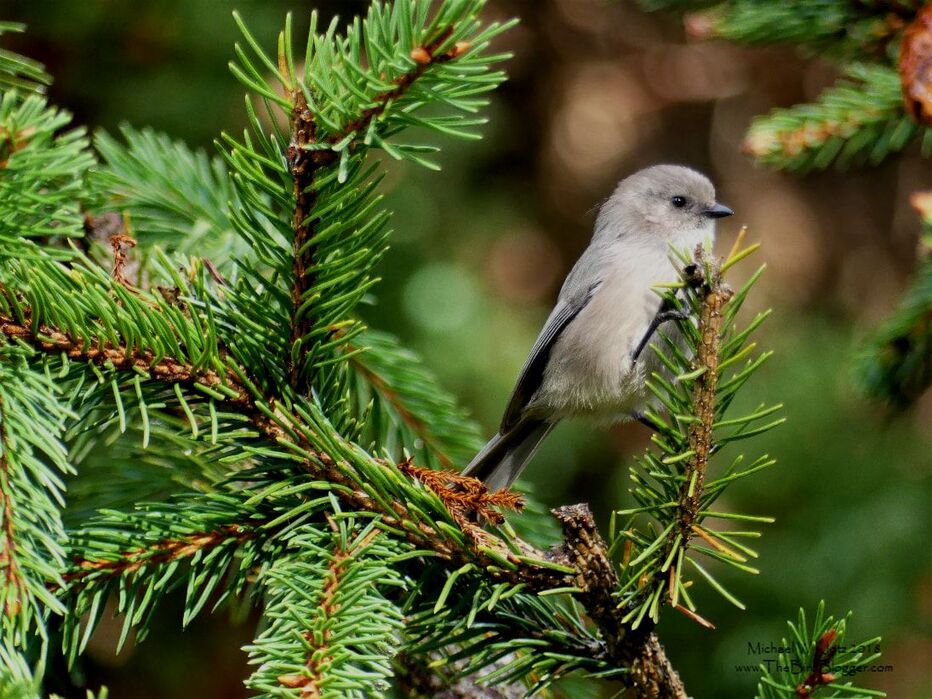 Bushtit - Vancouver, BC          I ran into a flock of 20 or so Bushtits who ransacked the bushes as they flew through the Rose Garden at Stanley Park. More like they ran into me. They come and go so fast, and it is tough to get a good look at them but this gentleman perched on a pine branch long enough to get this shot. This would be a male with the dark eye as the female's are yellow.          Michael W Klotz - www.TheBirdBlogger.com Picture