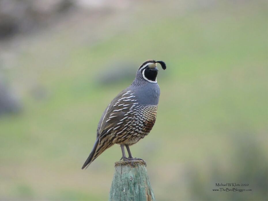 California Quail - Vaseux Cliffs, BC          Vaseux Cliffs are a long way from California, but yet here they are. These little game birds are regulars in the drier regions of the Okanagan in southern BC. This male was singing from the top of a fence post as the rest of the birds pilled on the cow farm that is on the plateau. Quail are prolific breeders and can have up to 28 eggs in one nest. They then raise the young in communal groups of several families.                 Michael W Klotz 2020 - www.TheBirdBlogger.com Picture