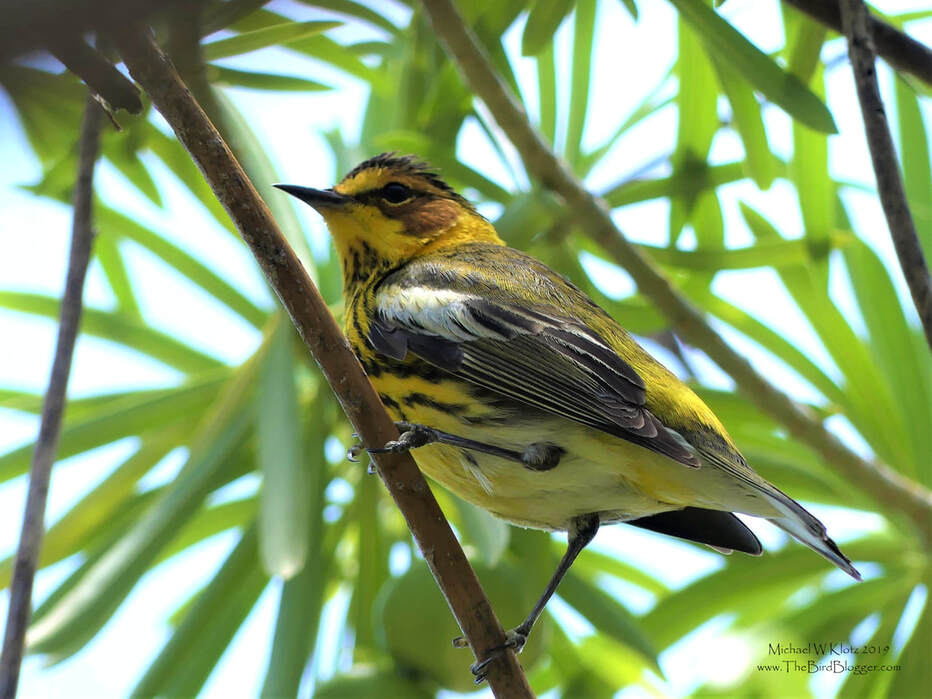 Cape May Warbler - Varadero, CU        Cuba is a natural stop on the way through for a great many birds while travelling north and south to summering and wintering grounds. The Varadero Peninsula is the furthest north you can go on the island before traveling over the gulf of Mexico. This stripped, rutsy-cheeked islander was in the larger tree in and around Varahicacos Ecological Reserve.  A neat fact about this bird is that they have a tubular tongue and drink nectar. I have even seen a very off track bird in BC chase off hummingbirds to defend the flowers they need to keep their energy up.                  Michael W Klotz 2019 - www.TheBirdBlogger.com Picture
