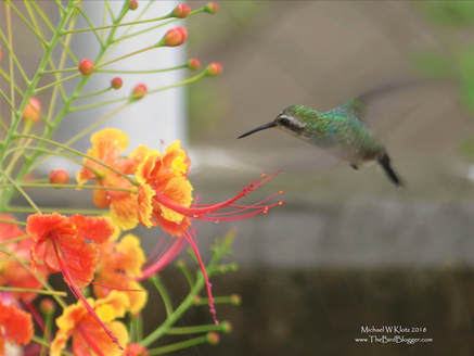 Canivet's Emerald - San Juan del Sur, Nicaragua      This little female hummingbird was filling up a the harbor flower bed in San Juan del Sur. This beautiful flower is called Flamboyant Nain and is native to the area. This little bird had given me some trouble with identification when I first arrived in San Juan as I had the same species at our hotel, pegged as a White-eared Hummingbird, and a friend that I had just met there thought maybe a Mountain Gem but I hadn't given him enough to go on. Later i found this lovely girl and was able to call her the right name, Canivet's Emerald.           Michael W Klotz - www.TheBirdBlogger.com Picture