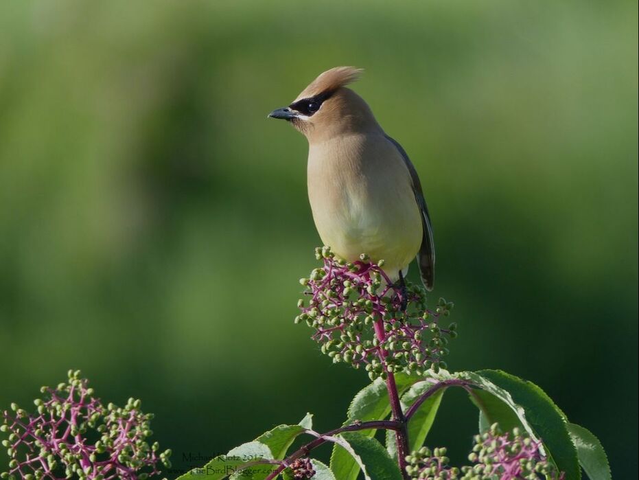 Cedar Waxwing - Coquitlam, BC -   ​Summer cousin to the Bohemian Waxwing, this airbrushed bird is a summer resident at Colony Farms in Coquitlam. There were 5 or 6 pairs moving between the Red Elderberry bushes along the Coquitlam River. These birds are the epitome of understatement, with the soft trill and the silent wing beats and the soft gradual coloring of these masked bandits.  They are fruit eaters and social which brings large flocks together in the fall in the berry trees.  Michael Klotz - www.TheBirdBlogger.com Picture