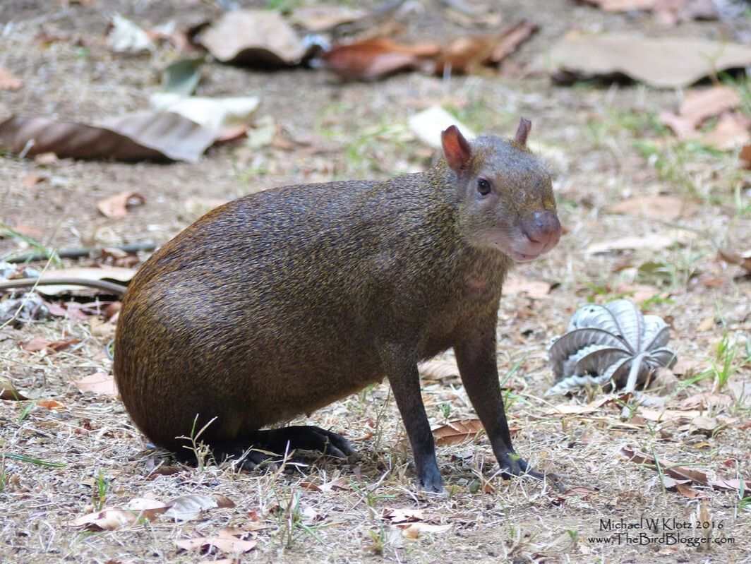 Central American Agouti - Gamboa, Panama        In the jungle town of Gamboa These little 