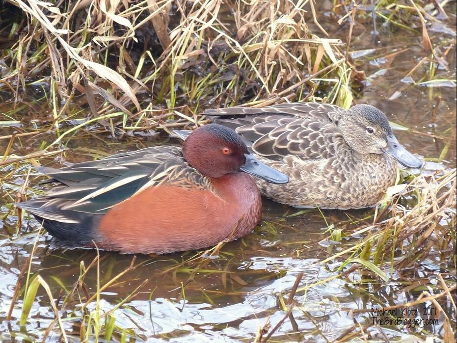 The color of these drakes is fantastic and stands out as one of the more unique waterfowl. We don't see many of these birds in the summer here and very rarely see them in the winter months. This pair and another are spending their time in one of the creeks that doubles a drainage ditch along Colebrook Road in Surrey. These two were so relaxed and unconcerned with my presence that I had to wait 10 minutes for them to pull their heads from their backs to get this shot.   Michael Klotz - www.Thebirdblogger.comduck Cinnamon Teal Anas cyanoptera pair surrey colebrook road ditch BC British Columbia Canada grass water red eye blogger com animal bird outdoor 