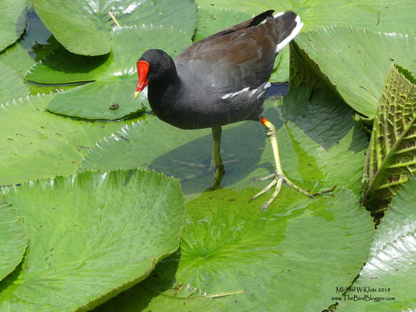 Common Gallinule - Selva Negra, Nicaragua          Working the large lilly pads in the pond at Selva Negra, this parent was looking for breakfast for her young. If you came too close, a call went out to the babies picking their way though the floating leaves to move away from the perceived danger and into the water. These water fowl are found in most of Central America and a good portion of South America. As many of the folks in the east and south can also vouch, they are a summer resident of the eastern United States and southern most regions of eastern Canada and hang out year round in the southern states            Michael W Klotz - www.TheBirdBlogger.com