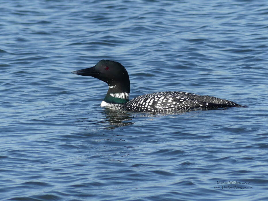 Common Loon - Blackie Spit, BC          The one place that we get to see Loons close up here in Vancouver is Blackie Spit. A little piece of land was formed when the Nicomekl river makes its way into mud bay in Crescent Beach. The channel of this river bends around the narrow strip of sand and where wintering water birds will frequently fish when the tide is out. Most loons are not seen close up and most folks are shocked at how big they really are, with some of the fish eaters measuring 3 feet long.                     Michael W Klotz 2020 - www.TheBirdBlogger.com nPicture