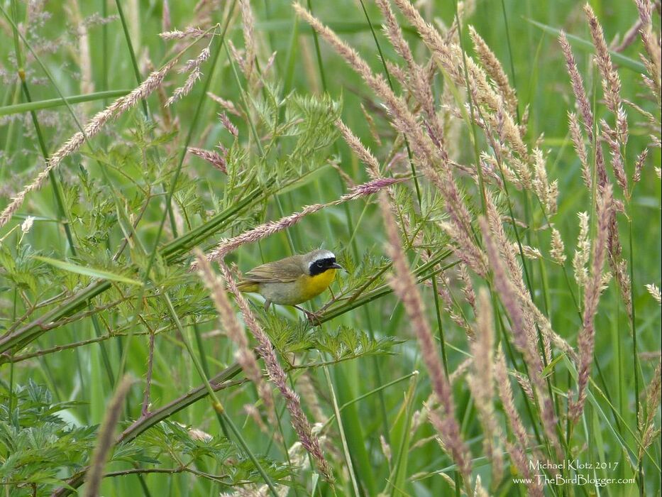 Common Yellowthroat - Pitt Meadows These lively bandits are some of the first warblers to arrive after a cold winter. They are somewhat secretive making their home in the long grass fields or hedgerows with  tall grass edges being heard well before they are seen. This make getting a shot of Common Yellowthroats difficult, but this bird was very intent on capturing leafhoppers for the nestlings on the edge of Catbird Slough so was somewhat accommodating.   Michael Klotz - www.TheBirdBlogger.com Picture